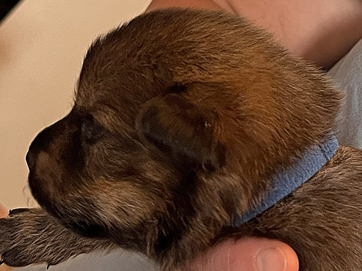 chinook puppy
